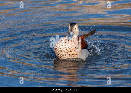 Ringed Teal (Callonetta leucophrys) planscht in einem See in London herum Stockfoto