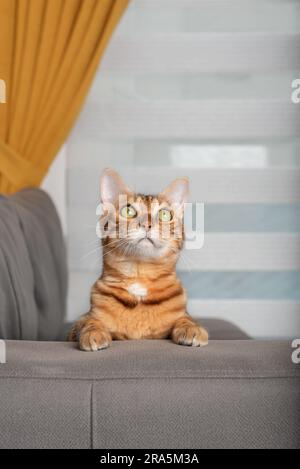 Hauskatze sitzt auf dem Sofa im Wohnzimmer. Stockfoto