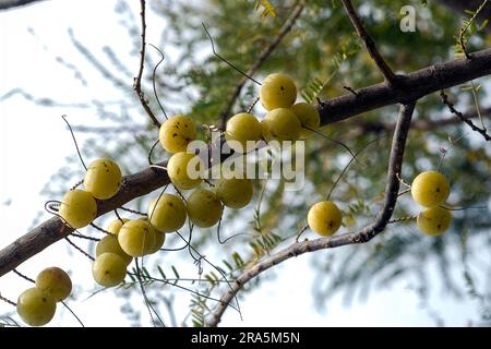 Indische Stachelbeere, Amalaki, Myrobalan, euphorbiaceae, Früchte (Phyllanthus emblica linn.) Tamil Nadu, Südindien Stockfoto