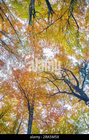 Herbstsonne scheint warm durch die Baumkronen des Buche mit gold Laub, Wurm Blick auf Stockfoto