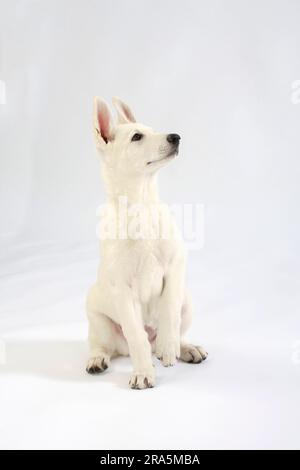 Weißer Schweizer Schäferhund, Welpe, 10 Wochen, AC Weißer Schäferhund, Berger de Suisse Stockfoto