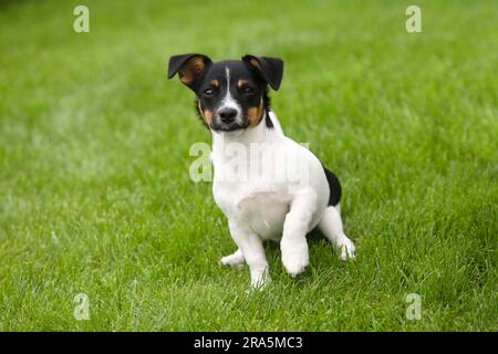 Jack Russell Terrier, Welpe, 4 Monate Stockfoto