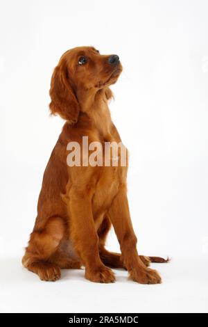 Irischer Setter, Welpe, 13 Wochen, irischer Setter, irischer roter Setter Stockfoto