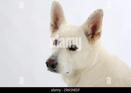 Weißer Schweizer Schäferhund, AC Weißer Schäferhund, Berger de Suisse Stockfoto