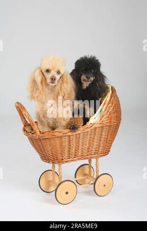 Kleiner Pudel, Aprikose und schwarz-braun, Pudel, Puppenwagen Stockfoto