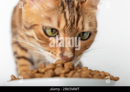 Hauskatze isst Trockenfutter. Nahaufnahme einer Katzenschnauze. Stockfoto