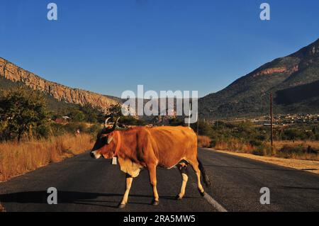 Ein Stück Leben in den ländlichen Dörfern GA-Chuene und GA-Maja in Limpopo, Südafrika Stockfoto