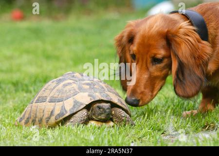 Langhaarige Dachshund und griechische Schildkröte (Testudo hermanni boettgeri), Dackshund, Dackshund, Schildkröte Stockfoto