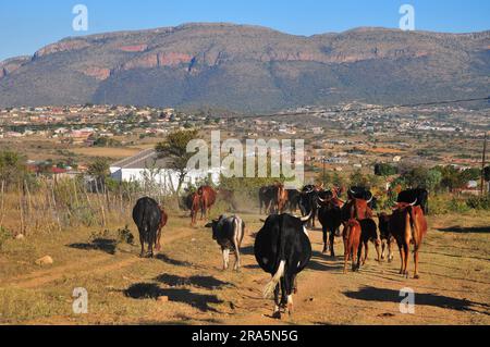 Ein Stück Leben in den ländlichen Dörfern GA-Chuene und GA-Maja in Limpopo, Südafrika Stockfoto