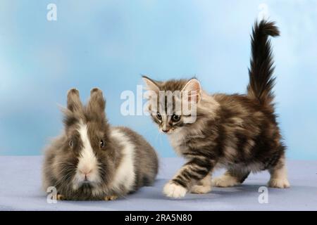 Norwegische Waldkatze, Kätzchen, 7 Wochen, und Löwenkopf-Kaninchen, Kätzchen, Mähne, Zwergkaninchen, Löwenkopf-Kaninchen, Hauskaninchen, Zwergkaninchen Stockfoto