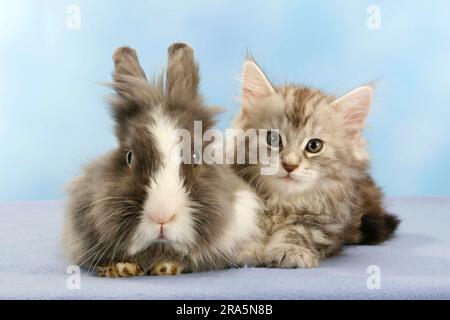 Norwegische Waldkatze, Kätzchen, 7 Wochen, und Löwenkopf-Kaninchen, Kätzchen, Mähne, Zwergkaninchen, Löwenkopf-Kaninchen, Hauskaninchen, Zwergkaninchen Stockfoto