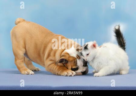 Englische Bulldogge, Welpe, 10 Wochen, und Hauskatze, Kätzchen Stockfoto