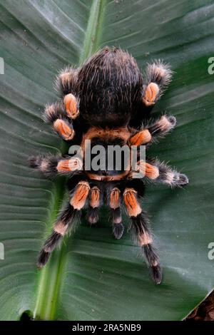 Mexikanische Rothenknietanarantula (Brachypelma smithi) Stockfoto