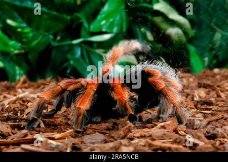 Mexikanisches Fireleg (Brachypelma boehmei), mexikanische Rotbein-Tarantel, Vogelspinne Stockfoto