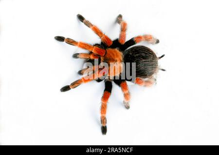 Mexikanischer Rotschopf (Brachypelma emilia) Tarantula Stockfoto