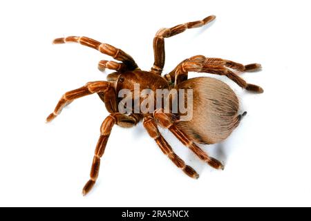 Schwarzer blaurayierter Riesentarantel (Pamphobeteus platyomma) (Vitalius platyomma), Tarantula Columbia Riesentarantel, Tarantula Stockfoto