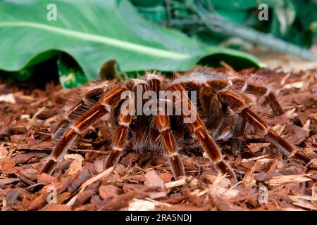 Brasilianischer Pink Bloom (Pamphobeteus platyomma) (Vitalius platyomma), Tarantula Kolumbien-Riesenvogelspinne (Pamphobeteus platyomma) (Vitalius Stockfoto