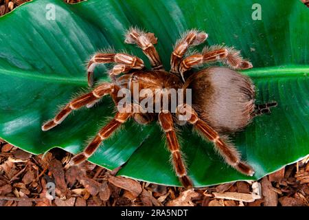 Schwarzer blaurayierter Riesentarantel (Pamphobeteus platyomma) (Vitalius platyomma), Tarantula Columbia Riesentarantel, Tarantula Stockfoto