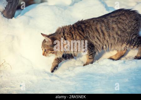 Katze im Winter im Freien. Sibirische graue Katze, die im Winter im Schnee schleicht Stockfoto