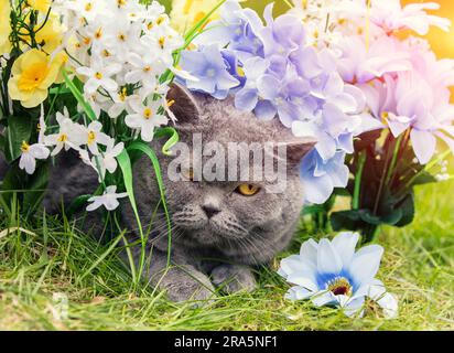 Süße blaue britische Kurzhaarkatze, die in künstlichen Blumen auf dem Gras im Frühlingsgarten ruht Stockfoto