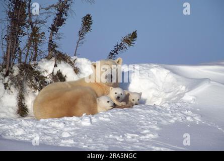 Eisbären (Ursus maritimus), Weibchen und Jungen, 3 Monate, Churchill, Manitoba (Thalassarctos maritimus), Eisbär, Eisbär, Kanada Stockfoto