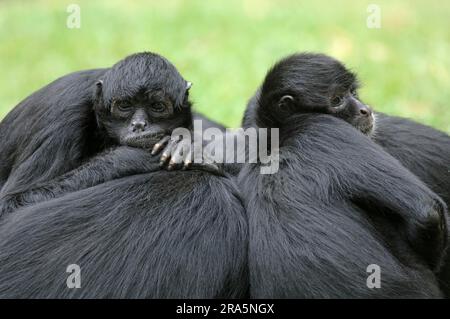 Kolumbianische Spinnenaffen (Ateles fusciceps robustus) Stockfoto