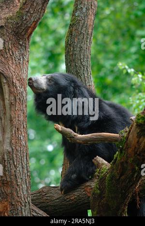 Faultierbär (Melursus ursinus) (Ursus ursinus) Stockfoto