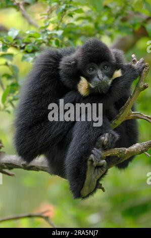 Gibbon mit gelbwandigen Wangen, männlich (Hylobates concolor gabriellae) Stockfoto