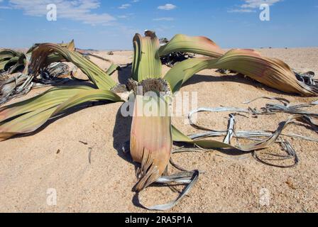 Welwitschia (Welwitschia mirabilis), Namib-Naukluft-Park, Namibia, Welwitschiaceae Stockfoto