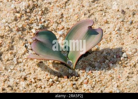 Welwitschia (Welwitschia mirabilis), Namib-Naukluft-Park, Namibia, Welwitschiaceae Stockfoto