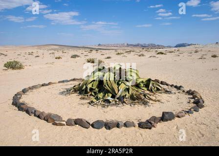 Welwitschia (Welwitschia mirabilis), Namib-Naukluft-Park, Namibia, Welwitschiaceae Stockfoto