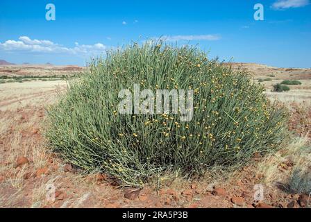 Damara Milk-Busch (Euphorbia damarana), Damaraland, Euphorbia, Spurge, Damara-Besen, Namibia Stockfoto