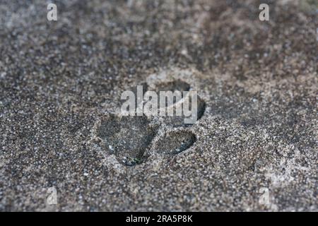 Katzenpfoten auf Asphalt. Der Abdruck der Katzenpfote ist für immer in Beton eingefroren Stockfoto