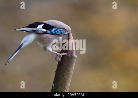 Eurasian jay (Garrulus glandarius), drinking, Rohr, Rheinland-Pfalz, Deutschland Stockfoto