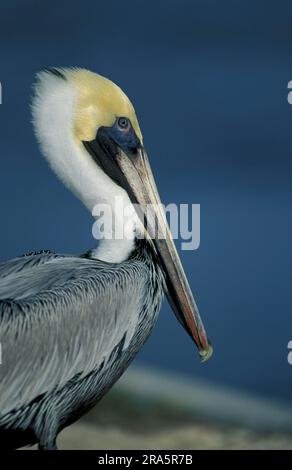 Braunpelikan (Pelecanus occidentalis), Florida, Page, USA Stockfoto