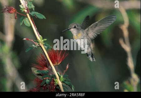 Kolibri, weiblich, Arizona (Calypte Costae), USA Stockfoto