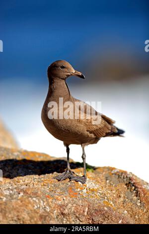 Heermann's Gull, Monterey, Kalifornien (Larus heermanni), USA Stockfoto