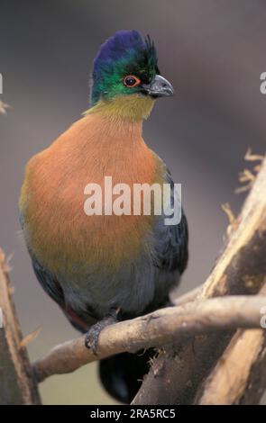 Purpurschaufelturaco (Tauraco porphyreolophus), Südafrika, Purpurschaufellourie Stockfoto