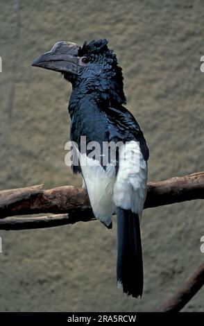 Schwarz-Weiß-Hornvogel (Bycanistes subcylindricus) Stockfoto