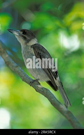 Grauer Buttervogel (Cracticus torquatus), Lateral, Australien Stockfoto