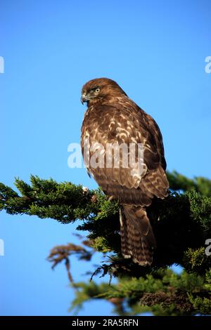 Rotschwanzfalke (Buteo jamaicensis), Kalifornien, USA Stockfoto