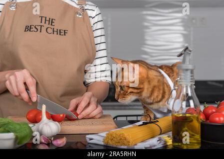 Die Katze und ihr Besitzer in Schürzen kochen gemeinsam in der heimischen Küche. Die Katze sieht zu, wie die Frau die Tomaten schneidet. Stockfoto