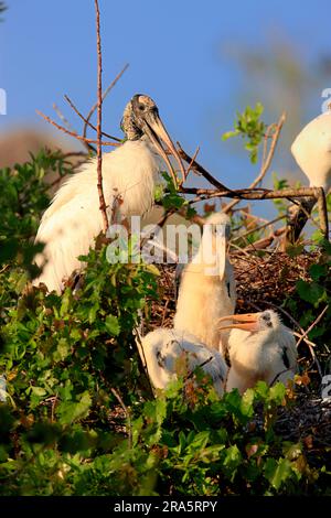 Woodstork (Mycteria americana) mit Jugendlichen im Nest, Florida, USA, American Wood Ibis Stockfoto