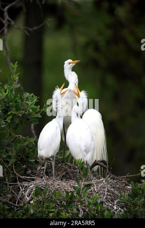 Der große Weiße Egret (Egretta alba) und die jungen Leute von Nest, Florida, USA, Reiher Stockfoto