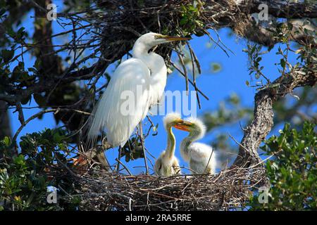 Great White Egret (Egretta alba) und die Küken im Nest, Florida, USA, Reiher Stockfoto