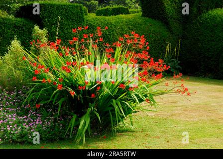 Crocosmia „Lucifer“ (Crocosmia x crocosmiiflora), Montbretia Stockfoto