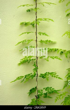 Japanischer Kletterfarn (Lygodium japonicum), japanischer Kletterfarn Stockfoto