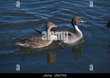 Pintails (Anas acuta), Pair, Lake Tofutsu, Hokkaido, Japan Stockfoto