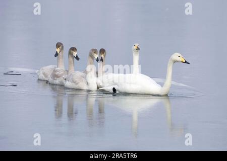 Keuchschwäne (Cygnus cygnus), Paare mit Jugendlichen, Kussharo-See, Hokkaido, Japan Stockfoto