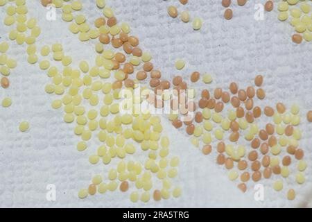 Maulbeerenmotte, Eier (Bombyx Mori) Stockfoto